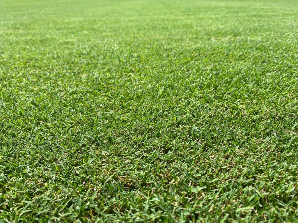  Close-up of turf growth. 